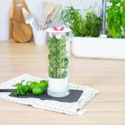 Alternative view of Veritable Conservateur à Herbes Aromatiques En Verre