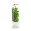 Veritable Conservateur à Herbes Aromatiques En Verre 1 Veritable Conservateur à Herbes Aromatiques En Verre -Maisons Du Monde Boutique conservateur a herbes aromatiques en verre