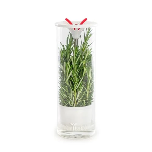 Veritable Conservateur à Herbes Aromatiques En Verre 6 Veritable Conservateur à Herbes Aromatiques En Verre – Image 4